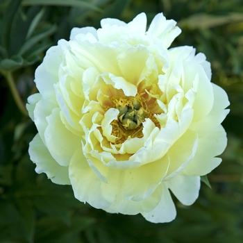Paeonia x 'Bartzella' - Bartzella Itoh Peony Paeonia x 'Bartzella' - Bartzella Itoh Peony