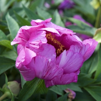 Paeonia x 'Morning Lilac' - Morning Lilac Itoh Peony Paeonia x 'Morning Lilac' - Morning Lilac Itoh Peony