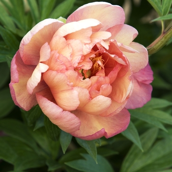 Paeonia x 'Julia Rose' - Julia Rose Itoh Peony Paeonia x 'Julia Rose' - Julia Rose Itoh Peony