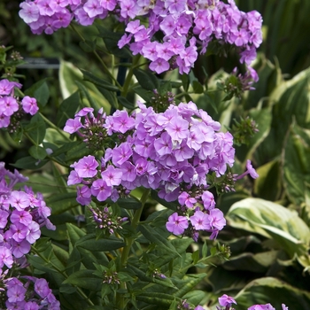 Phlox paniculata 'Nicky' - Nicky Garden Phlox Phlox paniculata 'Nicky' - Nicky Garden Phlox