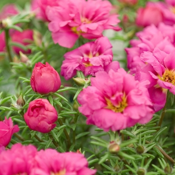 Portulaca oleracea 'Fuchsia' - Pazzaz Fuchsia Portulaca oleracea 'Fuchsia' - Pazzaz Fuchsia