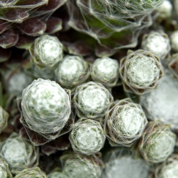 Sempervivum 'Cobweb' - Hens & Chicks Sempervivum 'Cobweb' - Hens & Chicks