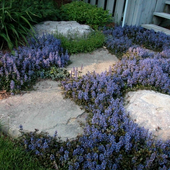 Ajuga Reptans 'Chocolate Chip' - Chocolate Chip Ajuga