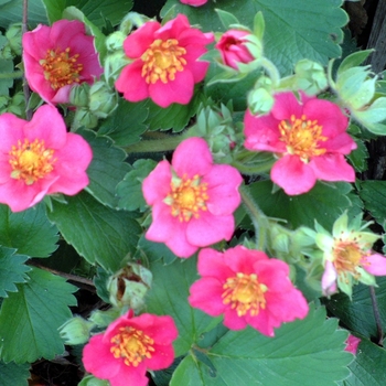 Fragaria 'Lipstick' - Lipstick Wild Strawberry Fragaria 'Lipstick' - Lipstick Wild Strawberry