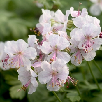 Geranium x cantabrigense 'Biokovo' - Biokovo Geranium Geranium x cantabrigense 'Biokovo' - Biokovo Geranium