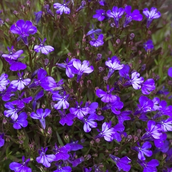 Lobelia erinus - Royal Blue Lobelia Lobelia erinus - Royal Blue Lobelia
