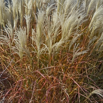 Miscanthus sinensis v. purpurascens - Purple Flame Grass Miscanthus sinensis v. purpurascens - Purple Flame Grass
