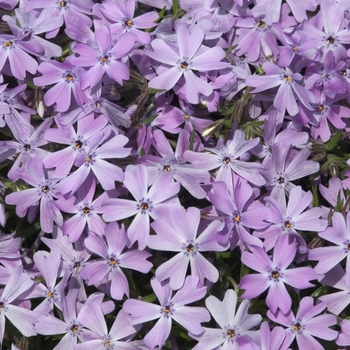 Phlox subulata 'Emerald Blue' - Emerald Blue Creeping Phlox