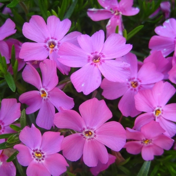 Phlox subulata 'Emerald Pink' - Pink Creeping Phlox