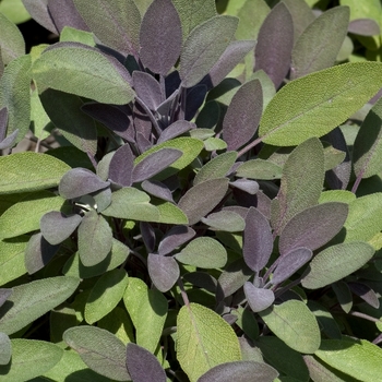 Salvia officinalis 'Purpurascens' - Purple Sage Salvia officinalis 'Purpurascens' - Purple Sage