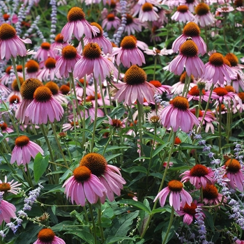 Echinacea purpurea 'Ruby Star' - Ruby Star Coneflower