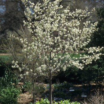 Amelanchier arborea x grandiflora 'Autumn Brilliance®' - Autumn Brilliance® Seviceberry Amelanchier arborea x grandiflora 'Autumn Brilliance®' - Autumn Brilliance® Seviceberry