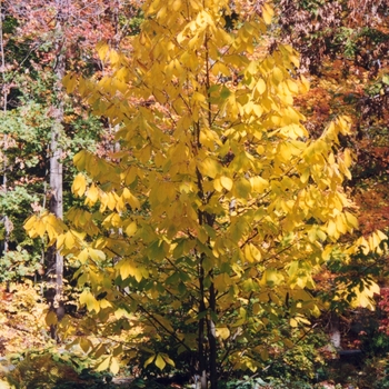 Asimina triloba - Paw Paw Tree