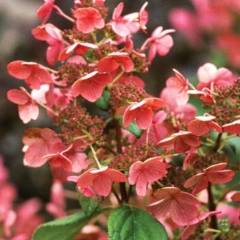 Hydrangea paniculata 'Bulk' - Quick Fire® Hydrangea