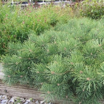 Pinus sylvestris 'Hillside Creeper' - Creeping Scotch Pine