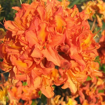 Rhododendron 'Mandarin Lights' - Mandarin Lights Azalea