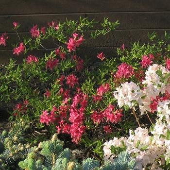Rhododendron 'Rosy Lights' - Rosy Lights Azalea
