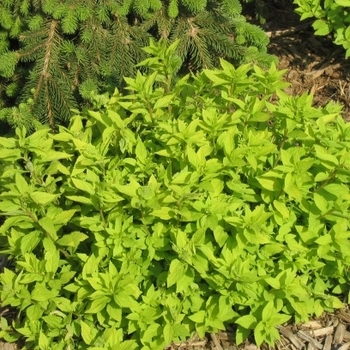 Spiraea japonica 'Goldmound' - Goldmound Spirea