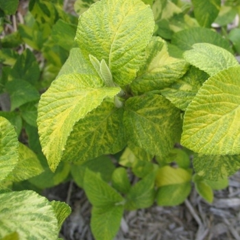 Viburnum lantana 'Variegata' - Variegated Mohican Viburnum