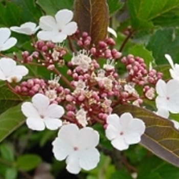 Viburnum sargentii 'Onondaga' - Onondoga Viburnum