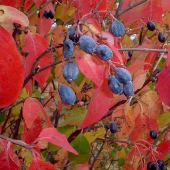 Viburnum x Prairie Classic - Prairie Classic Viburnum