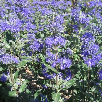 Caryopteris x clandonensis 'Dark Knight' - Dark Knight Spirea Caryopteris x clandonensis 'Dark Knight' - Dark Knight Spirea