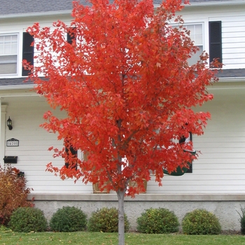 Acer rubrum 'Franksred' - Red Sunset® Red Maple