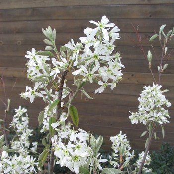 Amelanchier x grandiflora 'Princess Diana' - Princess Diana Serviceberry