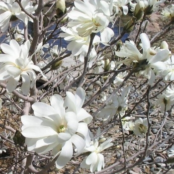 Magnolia stellata 'Royal Star' - Royal Star Magnolia