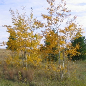 Populus tremuloides 'NE Arb' - Prairie Gold® Aspen