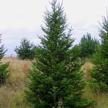 Abies balsamea phanerolepis - Canaan Fir