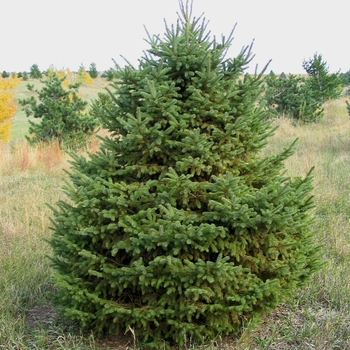 Picea glauca 'Densata' - Black Hills Spruce