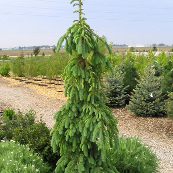 Picea glauca 'Pendula' - Weeping White Spruce