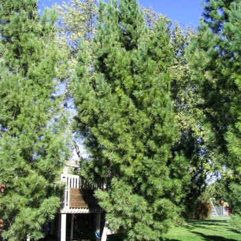 Pinus strobus 'Fastigiata' - Columnar White Pine