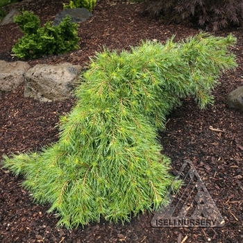 Pinus strobus 'Niagara Falls' - Weeping White Pine