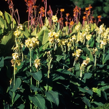 Multiple Varieties - Canna Lily Multiple Varieties - Canna Lily