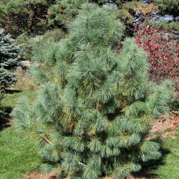 Pinus strobus x ayacahuite 'Domingo' - Domingo Pine