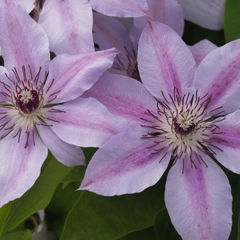 Clematis 'Nelly Moser' - Nelly Moser Clematis