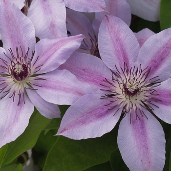 Clematis 'Nelly Moser' - Nelly Moser Clematis Clematis 'Nelly Moser' - Nelly Moser Clematis