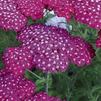 Achillea millefolium 'Saucy Seduction' - Saucy Seduction Yarrow Achillea millefolium 'Saucy Seduction' - Saucy Seduction Yarrow