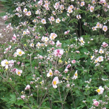 Anemone tomentosa 'Robustissima' - Windflower Anemone tomentosa 'Robustissima' - Windflower