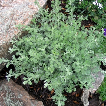 Artemisia frigida - Fringed Sage