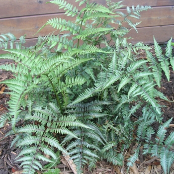 Athyrium nipponicum 'Metalicum' - Japanese Painted Fern Athyrium nipponicum 'Metalicum' - Japanese Painted Fern