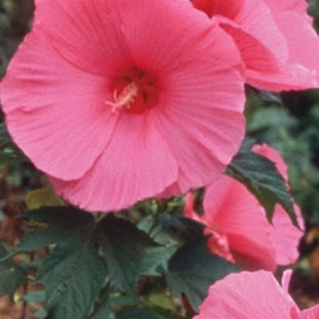 Hibiscus moscheutos 'Pink Clouds' - Pink Clouds Hibiscus