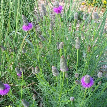 Dalea purpureum - Purple Prairie Clover Dalea purpureum - Purple Prairie Clover