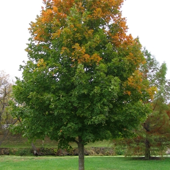 Acer saccharum 'Commemoration' - Commemoration Sugar® Maple