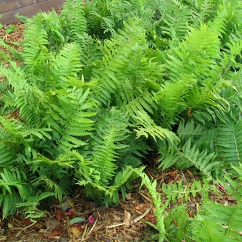 Matteuccia struthiopteris - Ostrich Fern