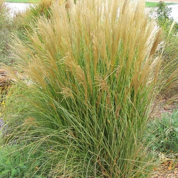 Miscanthus sinensis ''Gracillimus'' - Maiden Grass Miscanthus sinensis ''Gracillimus'' - Maiden Grass