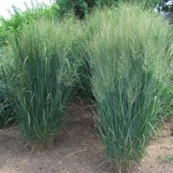 Panicum virgatum 'Northwind' - Northwind Switch Grass