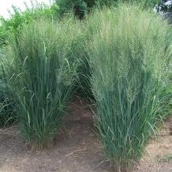 Panicum virgatum 'Northwind' - Northwind Switch Grass Panicum virgatum 'Northwind' - Northwind Switch Grass